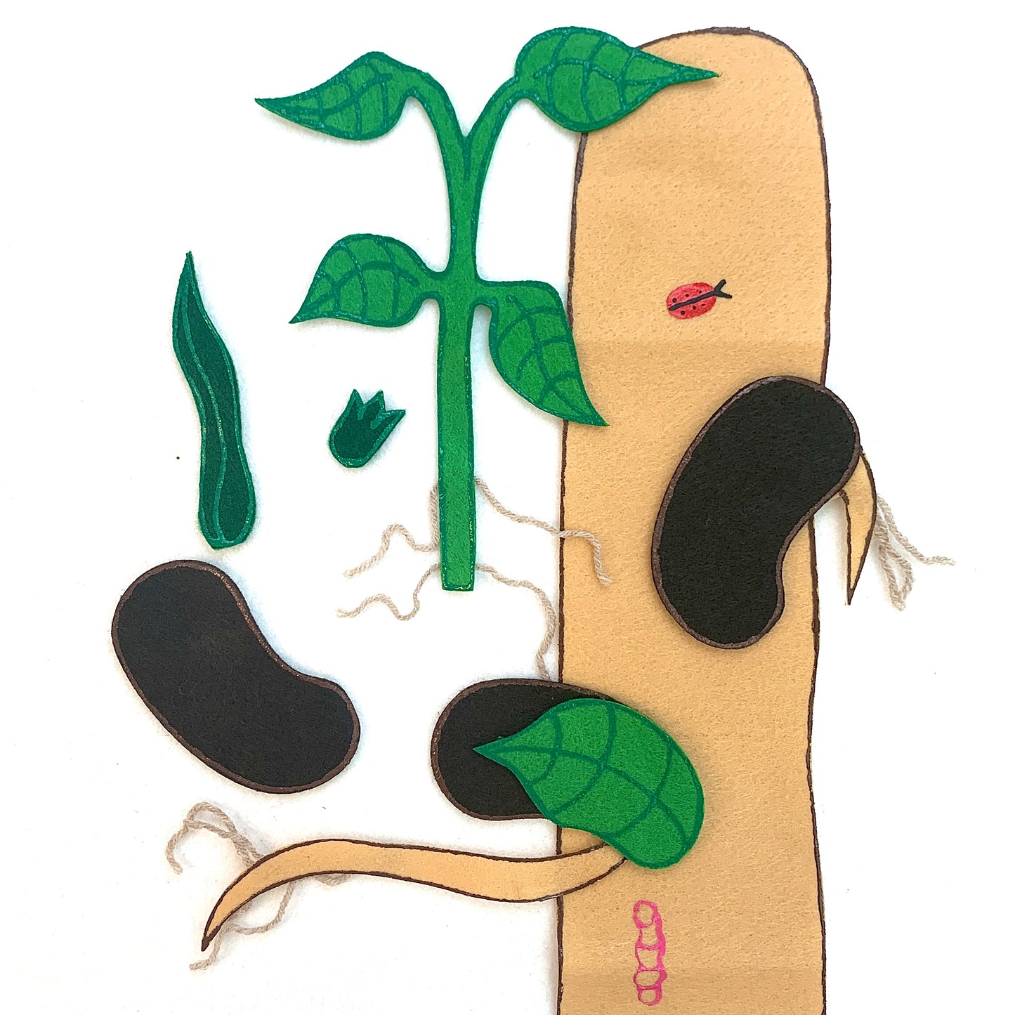 Cycle de vie du haricot vert