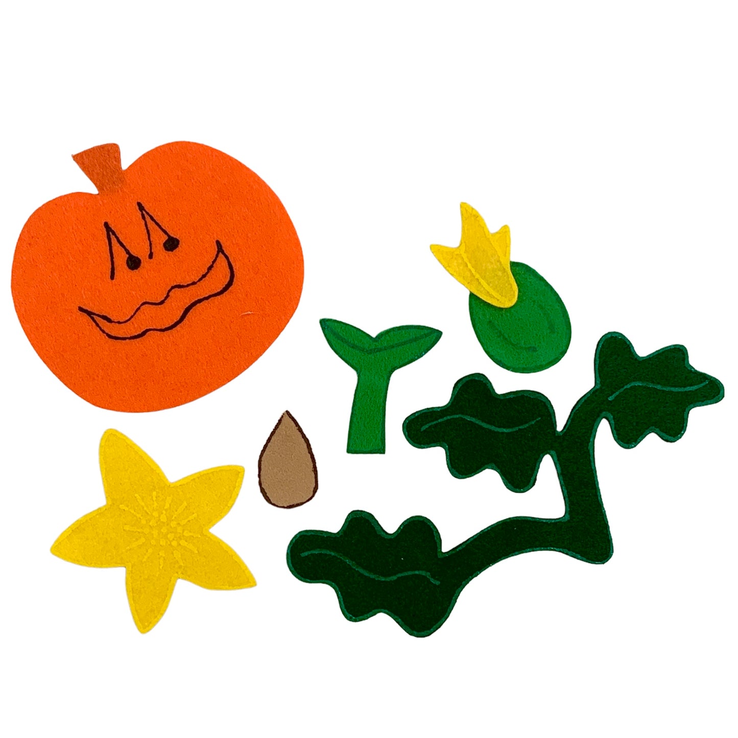 Pumpkin Life Cycle