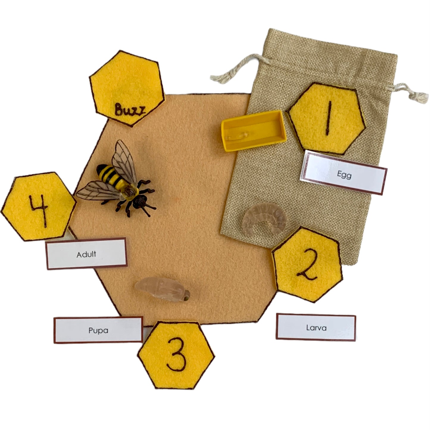Cycle de vie des abeilles (avec modèles 3D)