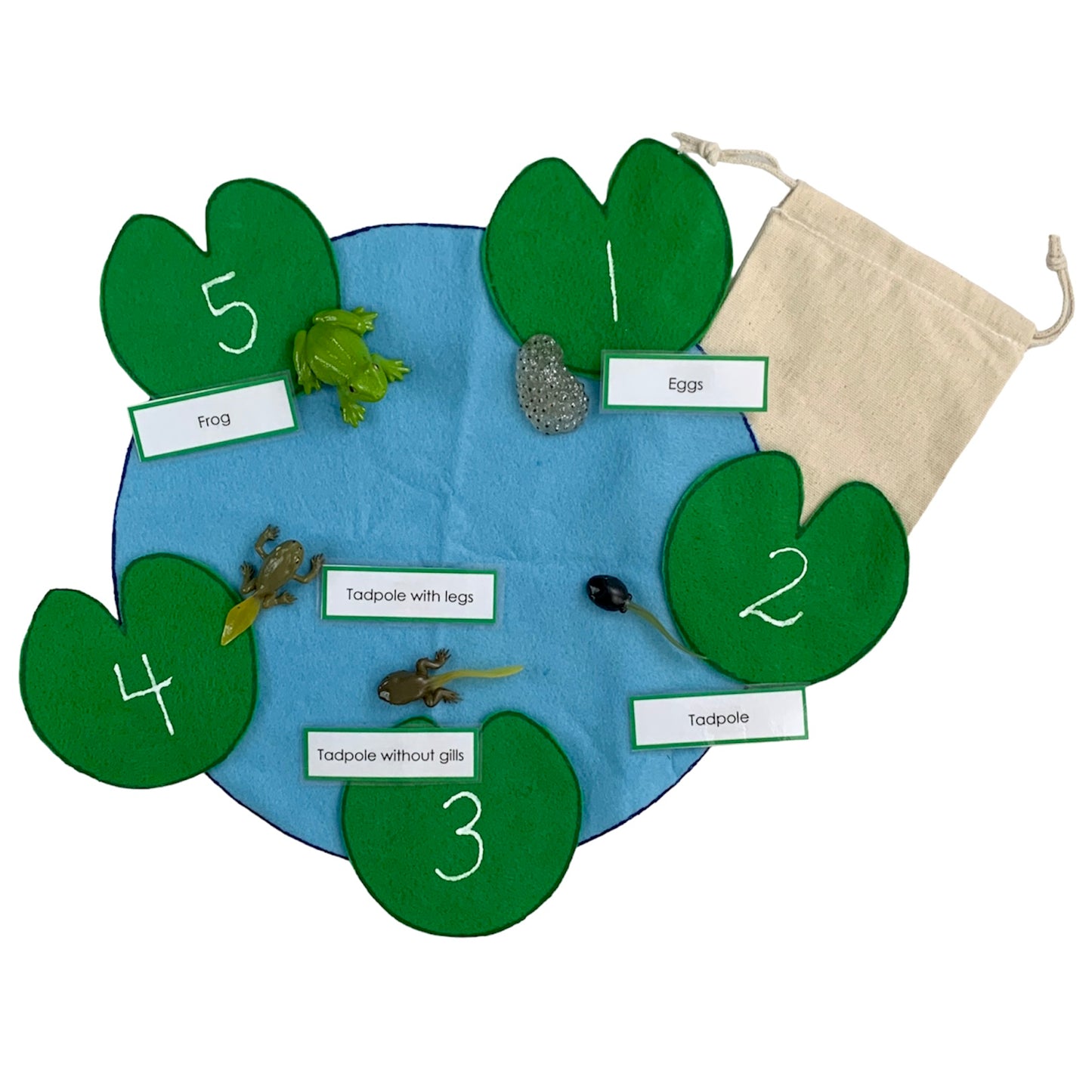 Cycle de vie de la grenouille (avec modèles 3D)