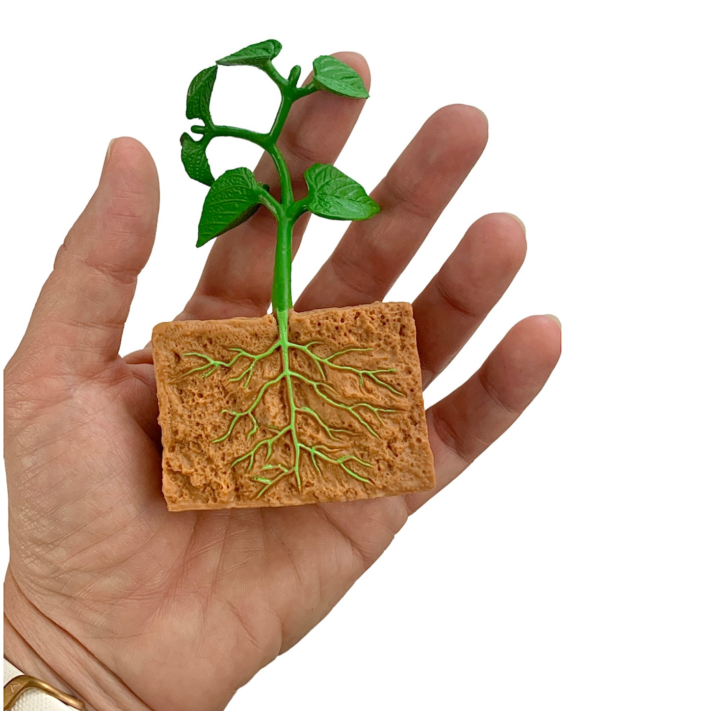 Cycle de vie du haricot vert (avec modèles 3D)