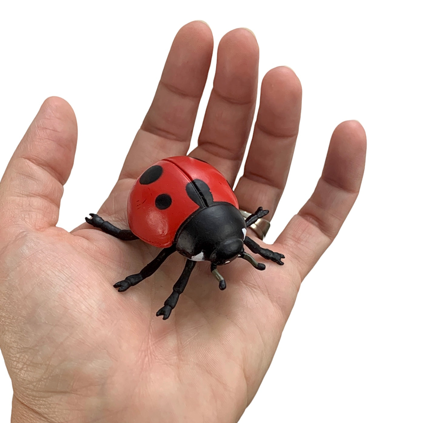 LadyBug Life Cycle (with 3D models)