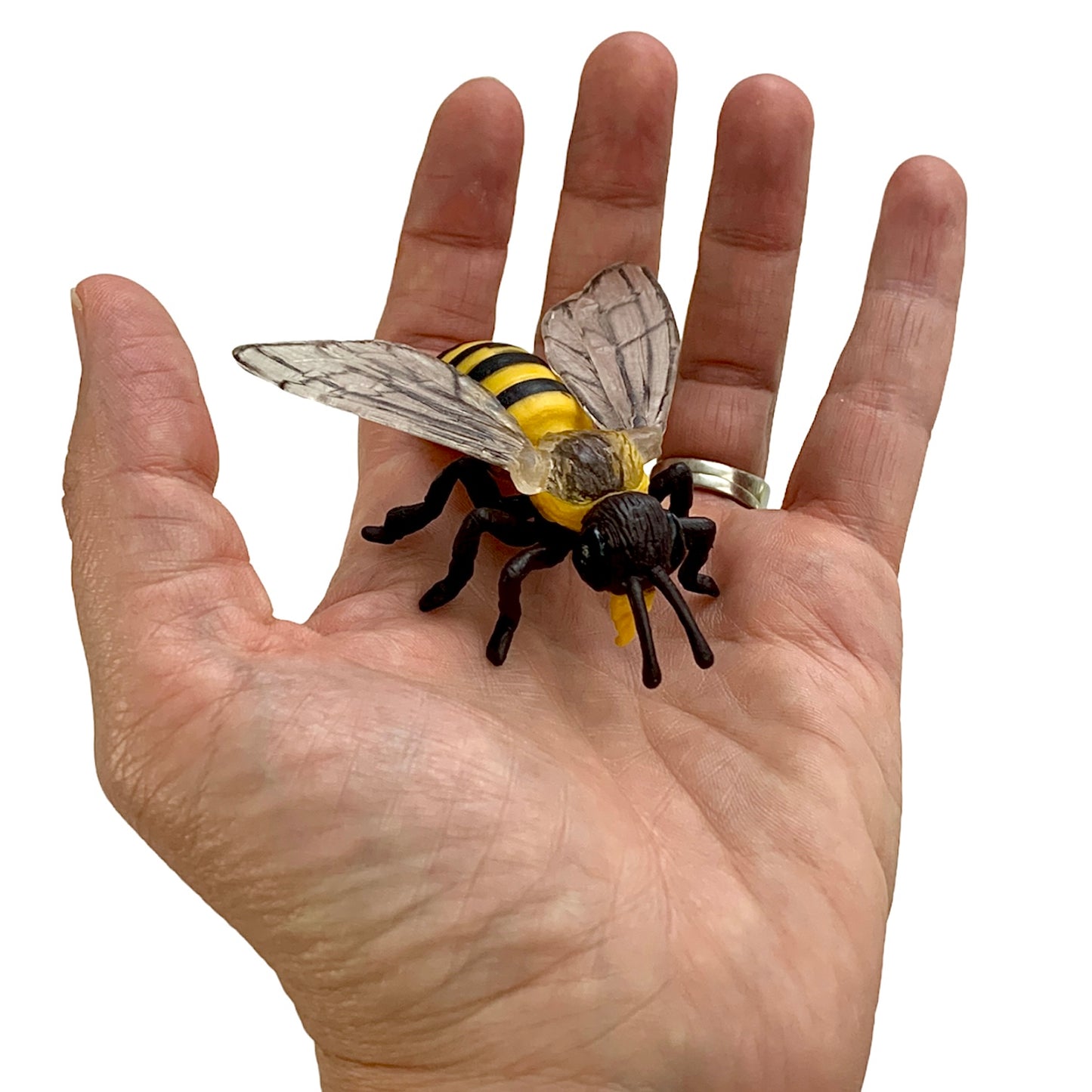 Cycle de vie des abeilles (avec modèles 3D)