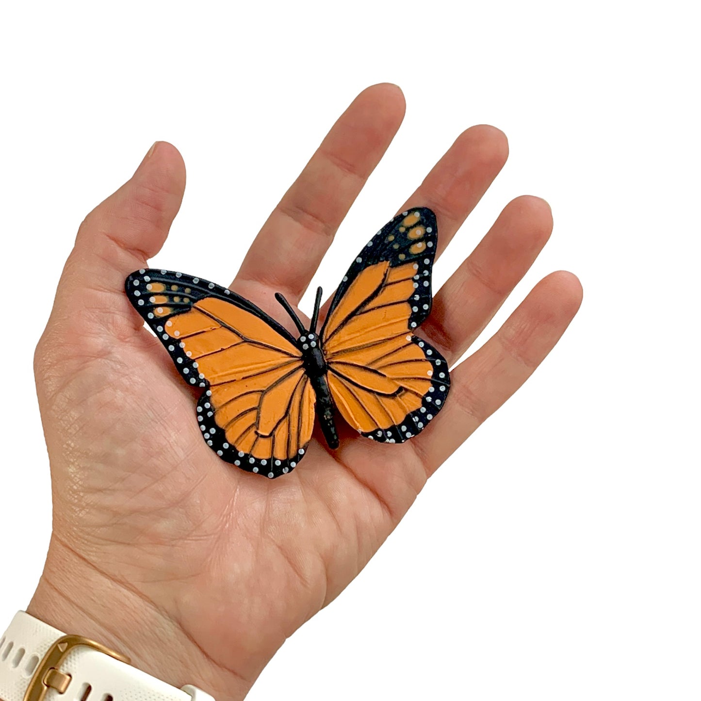 Butterfly Life Cycle (with 3D models)