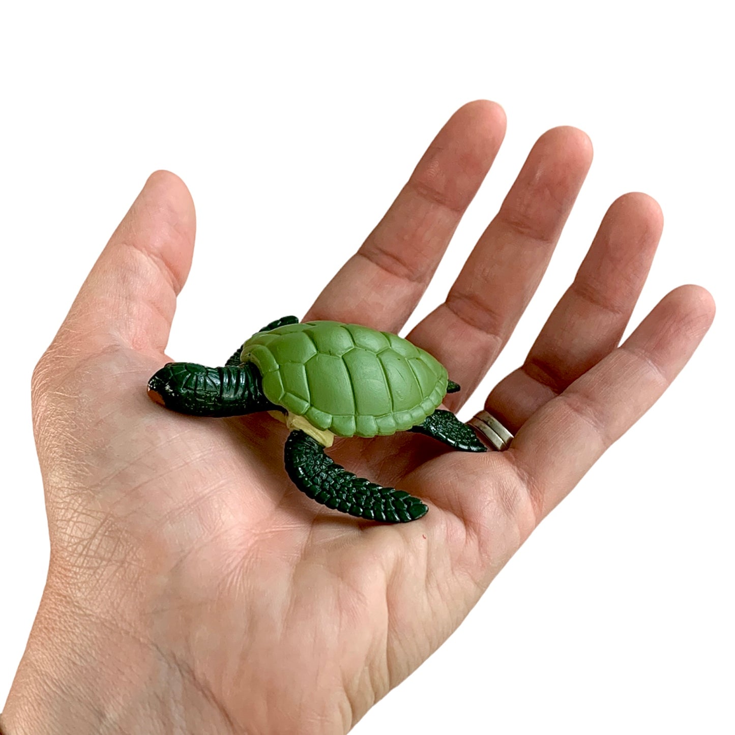 Cycle de vie des tortues de mer (avec modèles 3D)