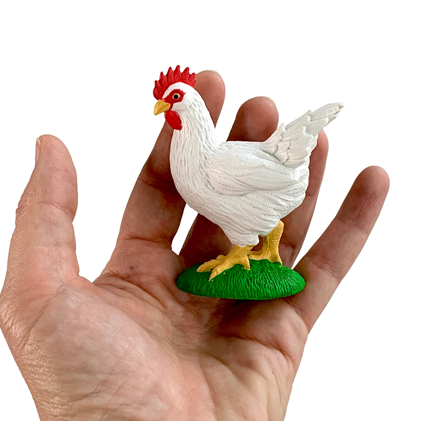 Chicken Life Cycle (with 3D models)