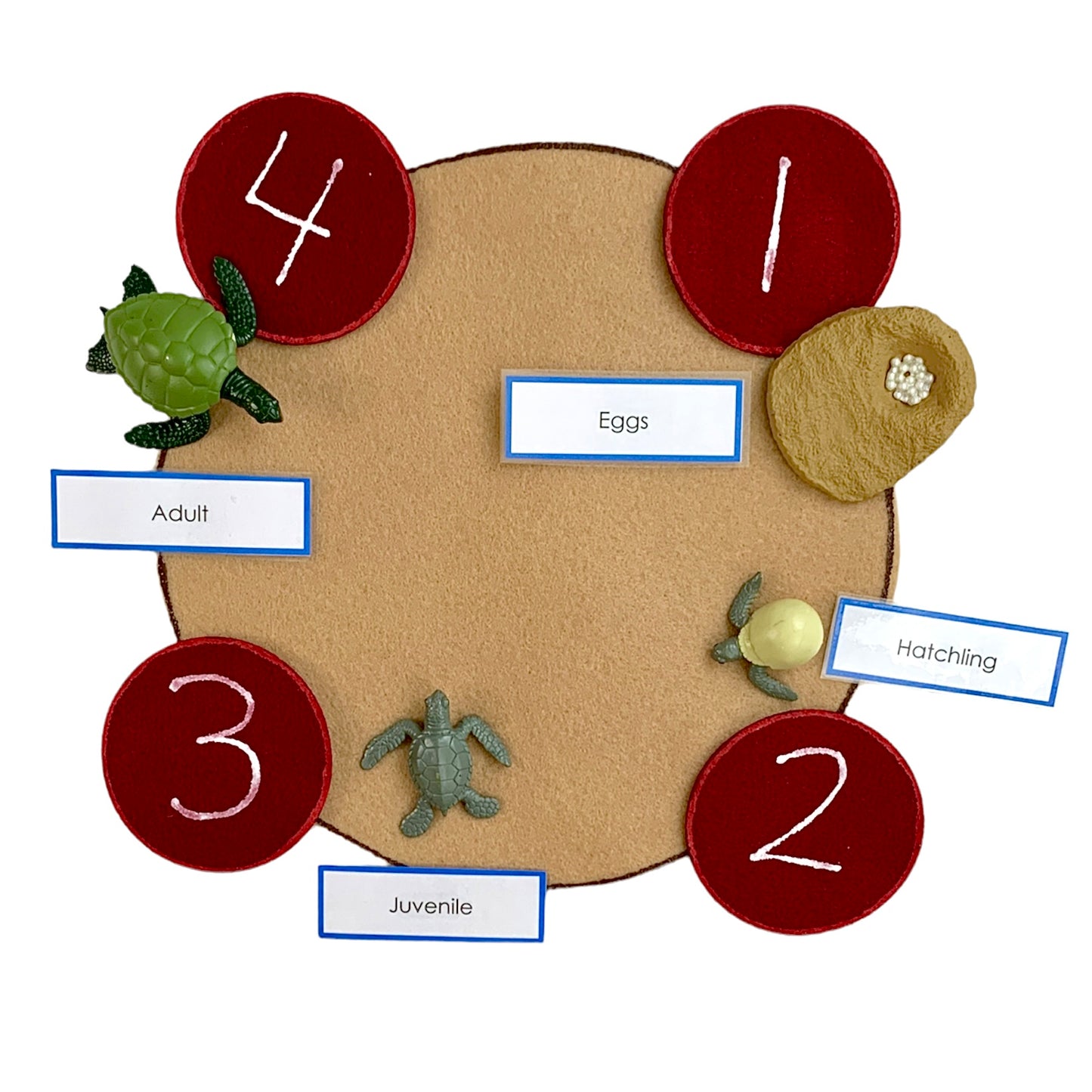 Cycle de vie des tortues de mer (avec modèles 3D)