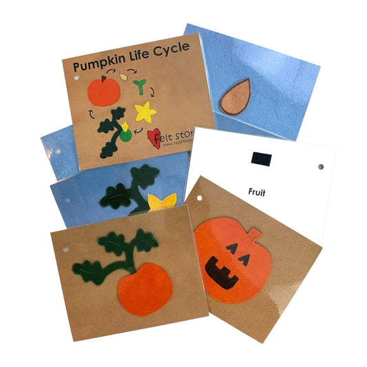 Pumpkin Life Cycle - Flash Cards