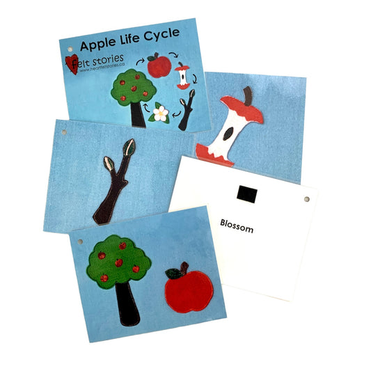 Apple Life Cycle - Flash Cards