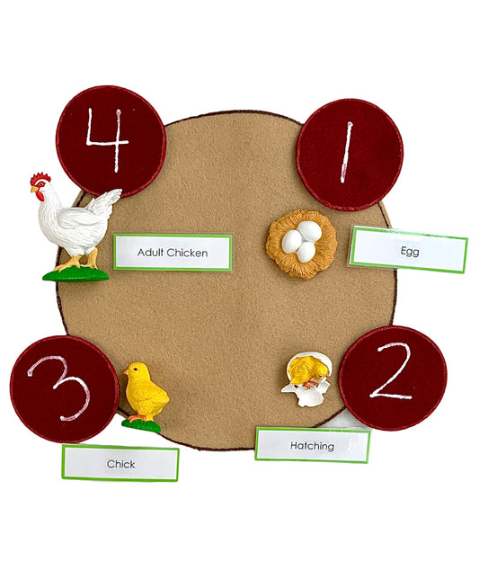 Chicken Life Cycle (with 3D models)